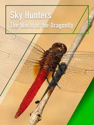 Sky hunters - the world of dragonfly